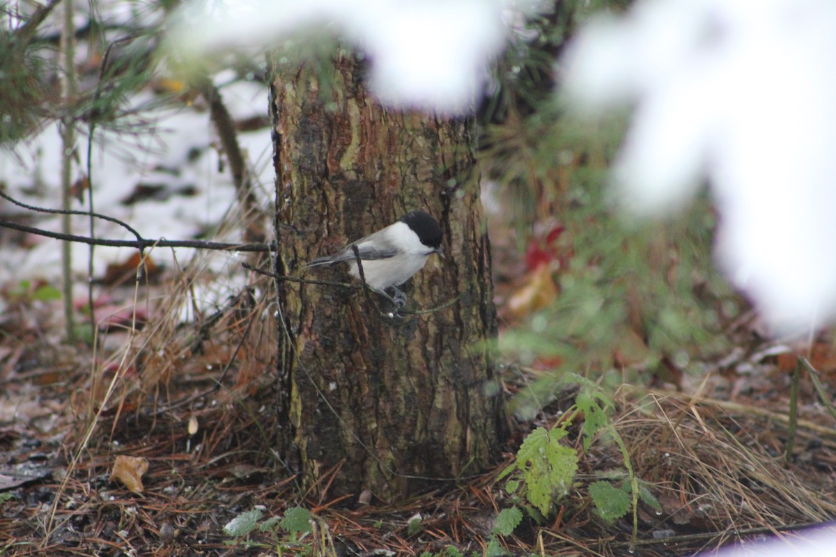 Willow Tit - ML645435940