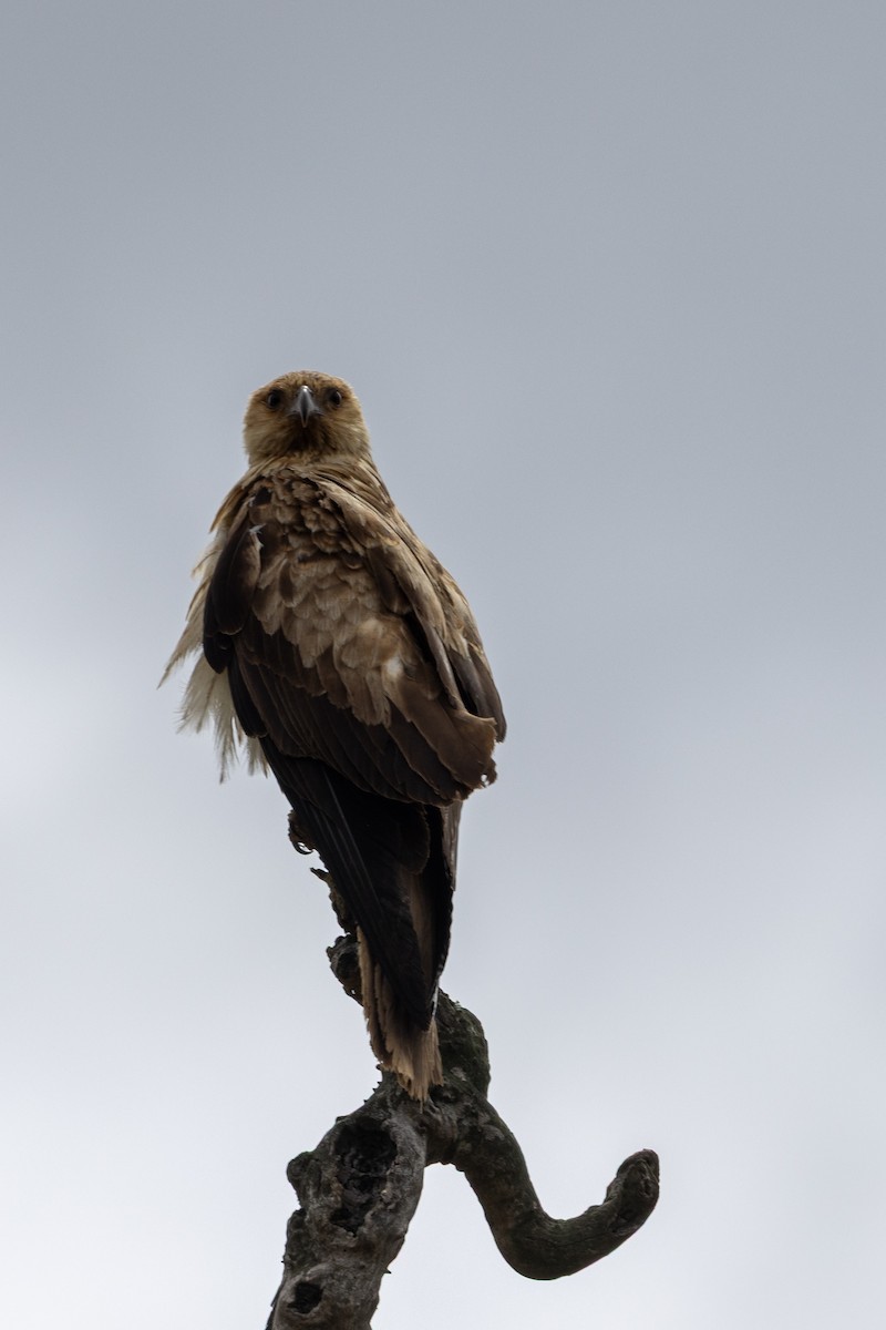 Whistling Kite - ML645435941