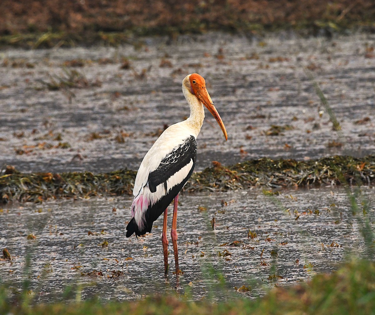 Painted Stork - ML645435942