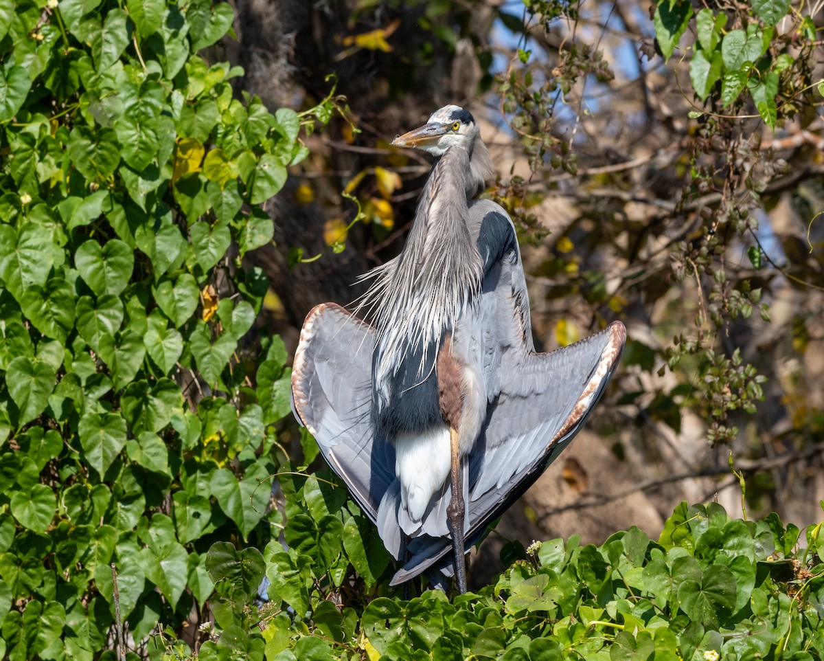 Great Blue Heron - ML645435943