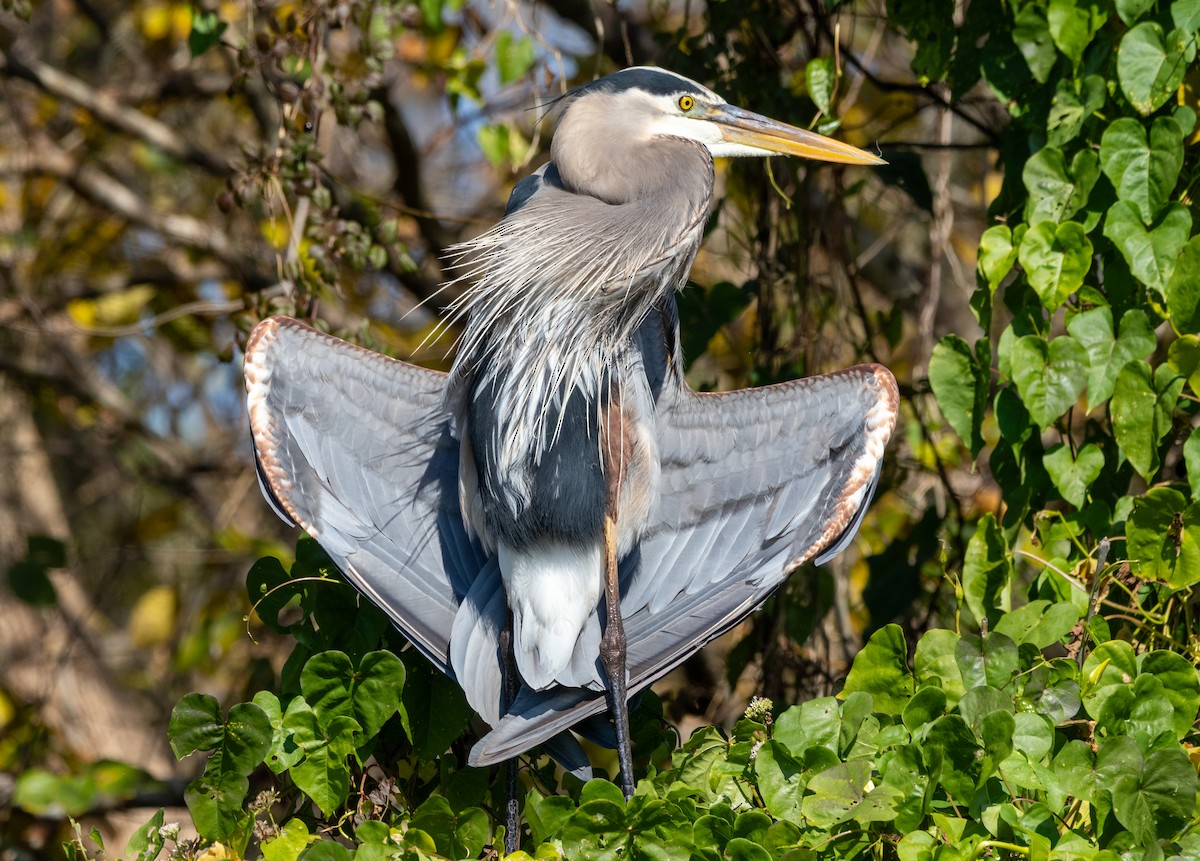 Great Blue Heron - ML645435944