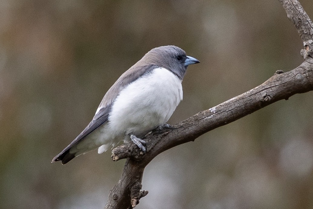 White-breasted Woodswallow - ML645435945