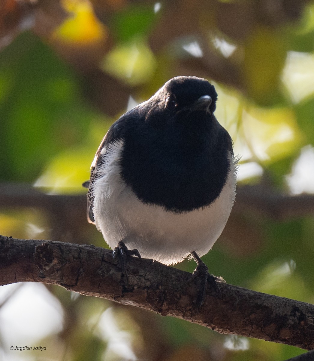Oriental Magpie-Robin - ML645435946