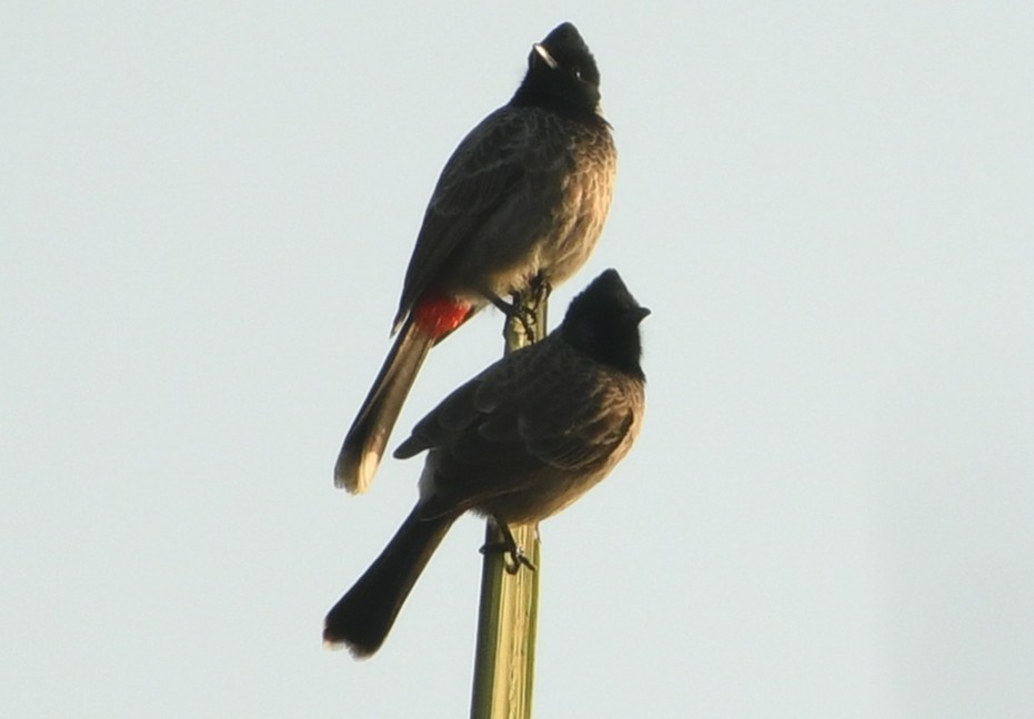 Red-vented Bulbul - ML645435947