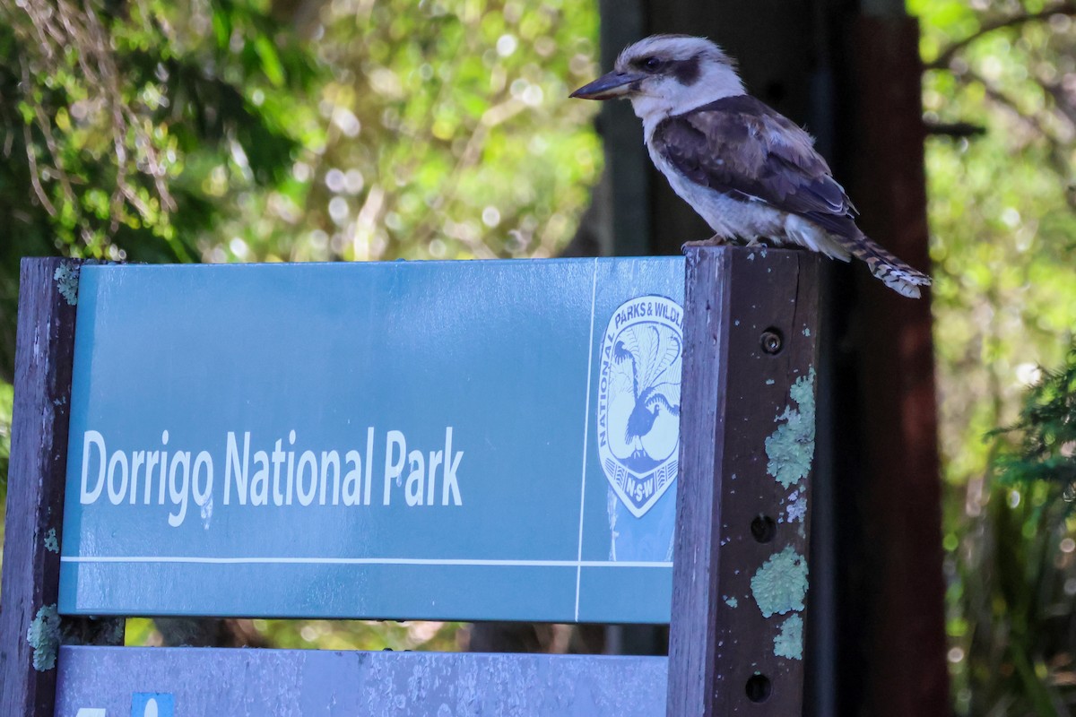 Laughing Kookaburra - ML645435948