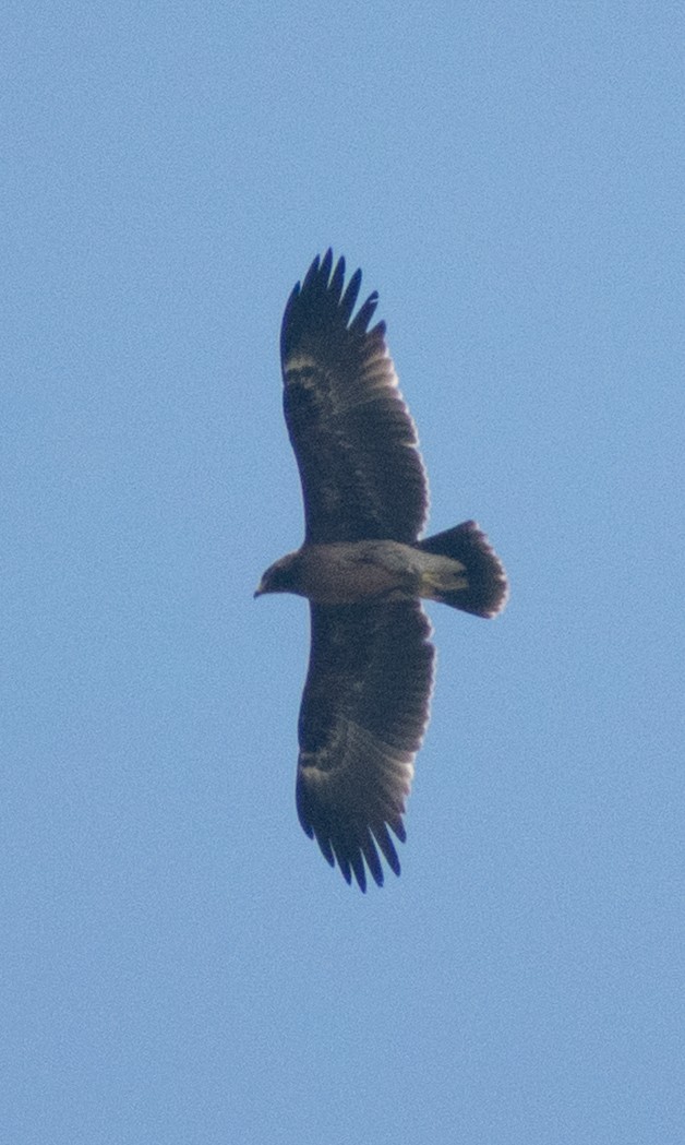 Greater Spotted Eagle - ML645435949