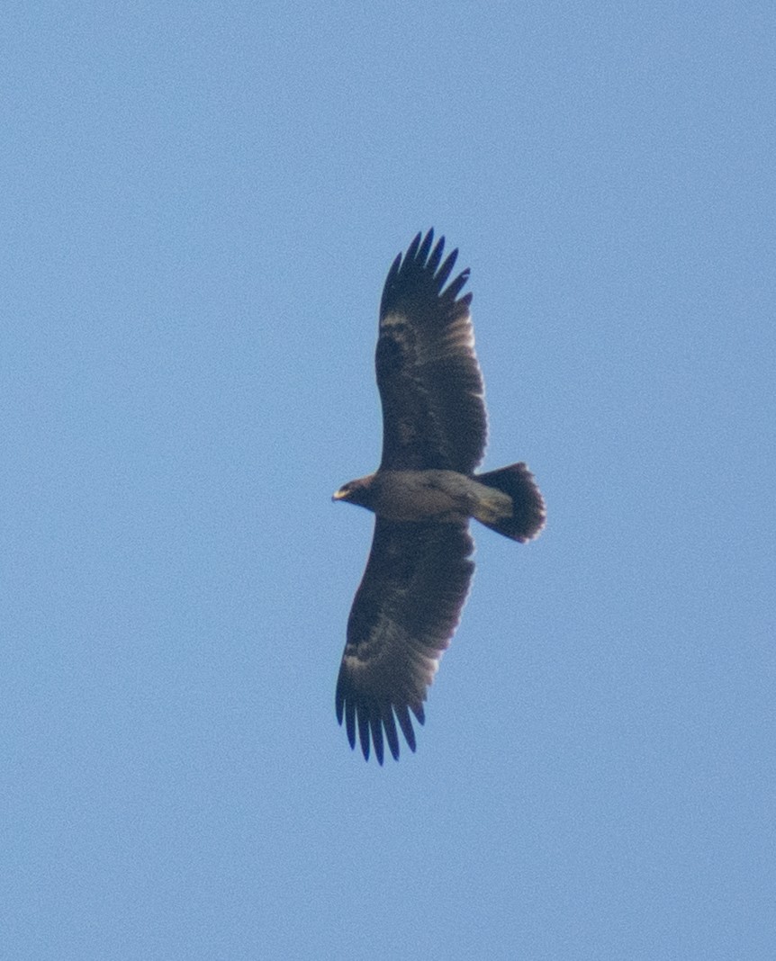 Greater Spotted Eagle - ML645435950