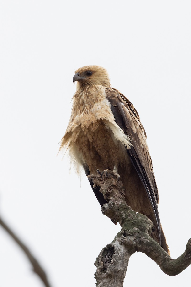 Whistling Kite - ML645435952