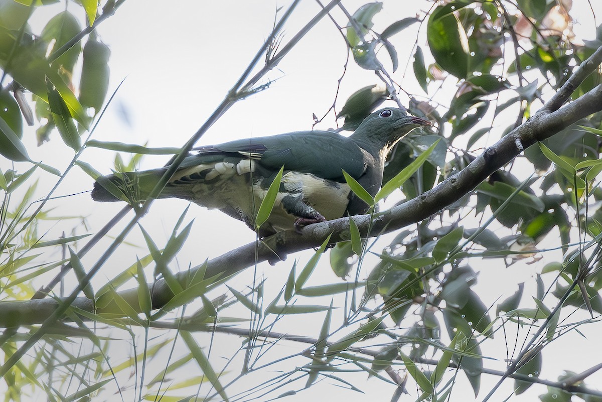 Cream-breasted Fruit-Dove - ML645435953