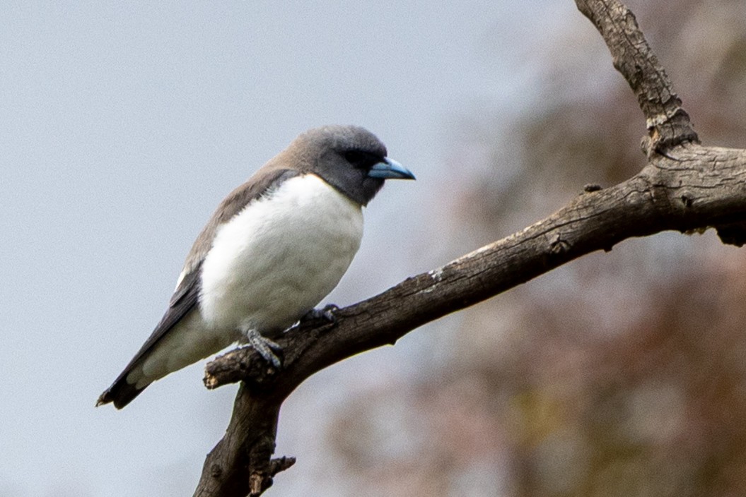White-breasted Woodswallow - ML645435954