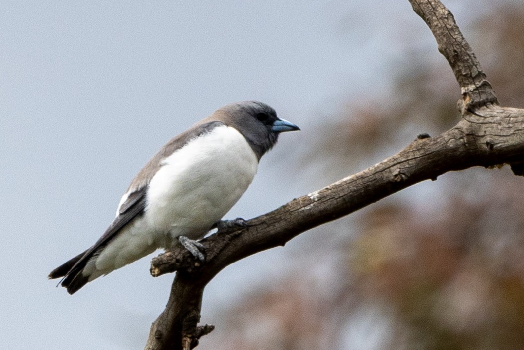 White-breasted Woodswallow - ML645435955