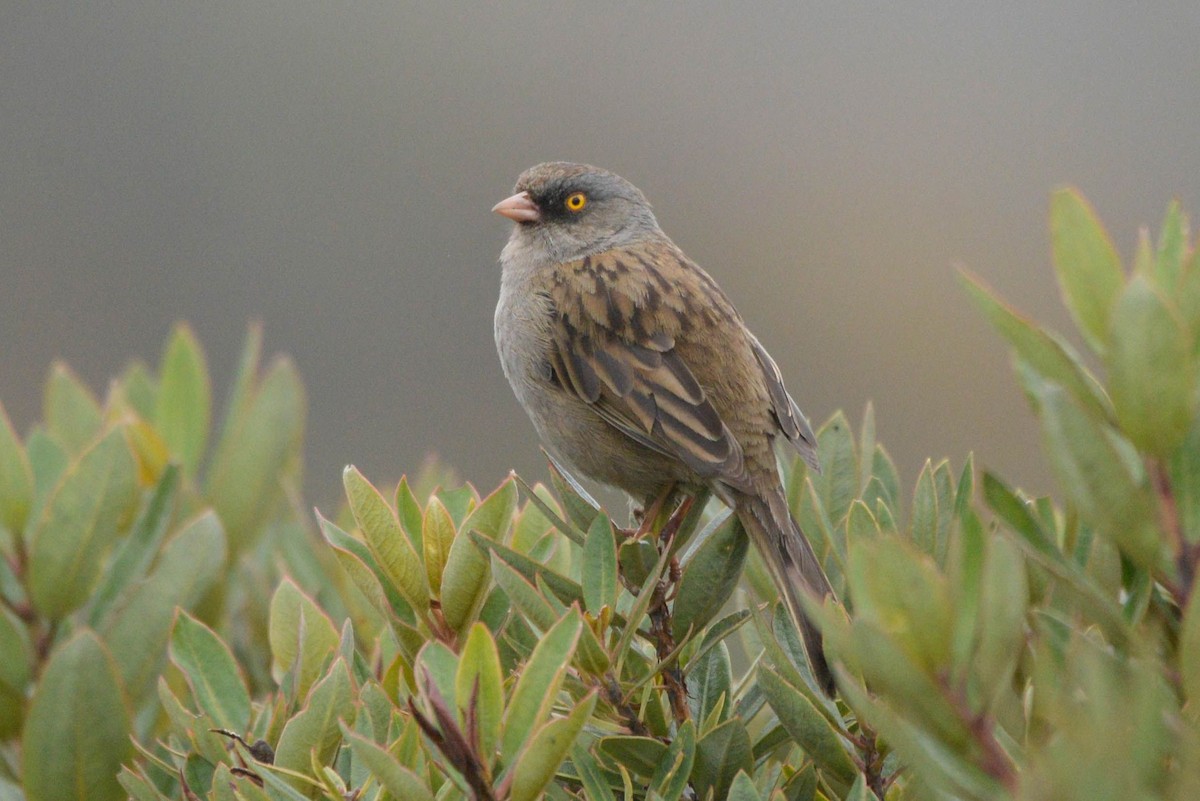 Volcano Junco - ML645435956