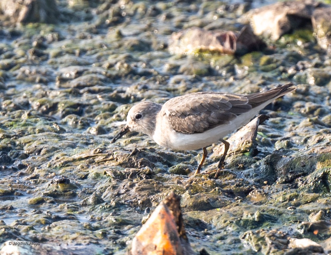 Temminck's Stint - ML645435957