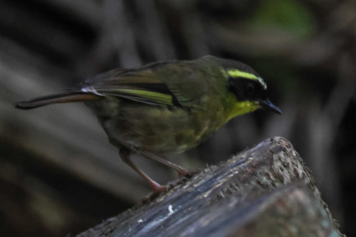 Yellow-throated Scrubwren - ML645435958