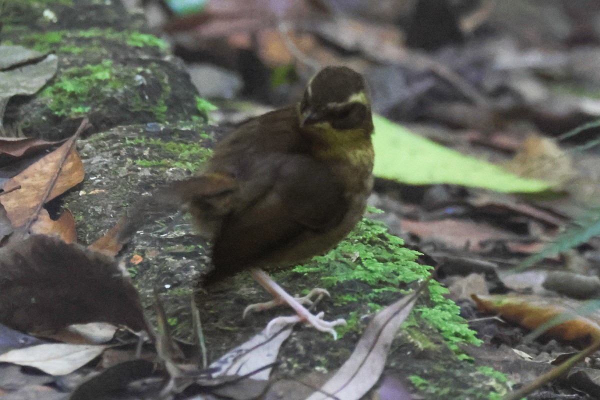 Yellow-throated Scrubwren - ML645435959