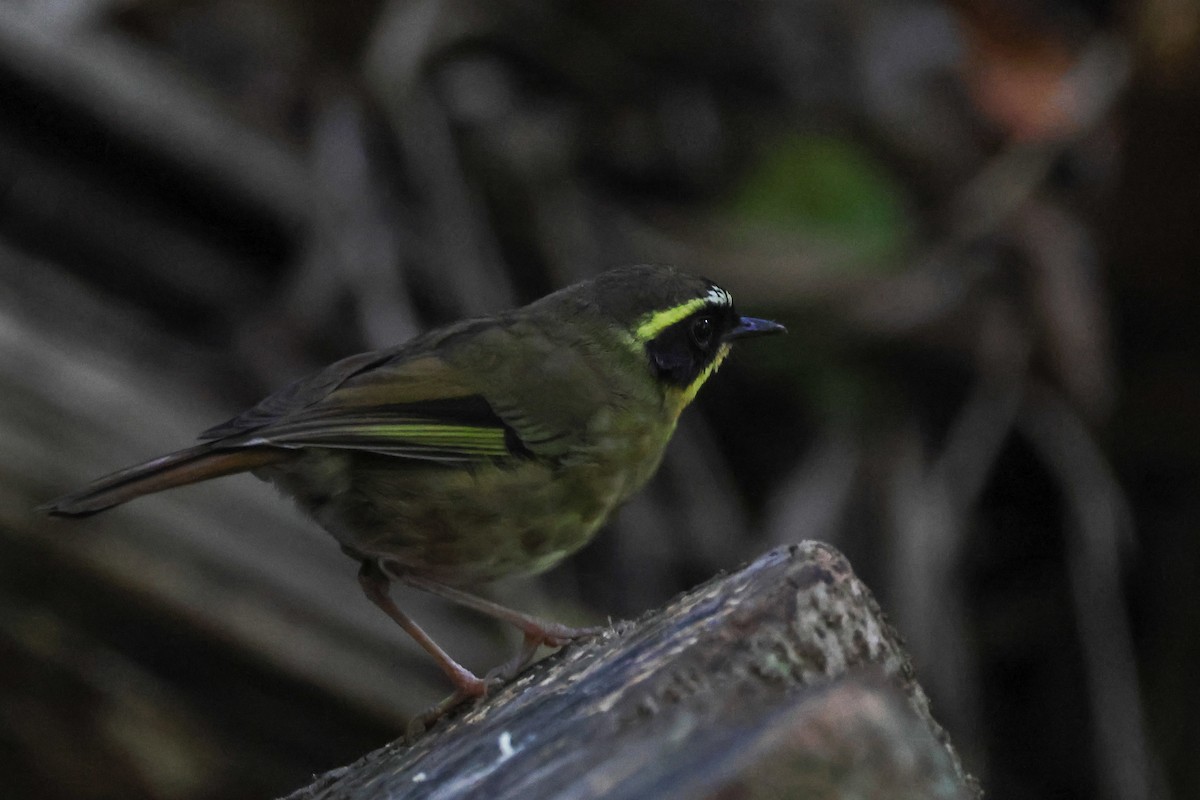Yellow-throated Scrubwren - ML645435960
