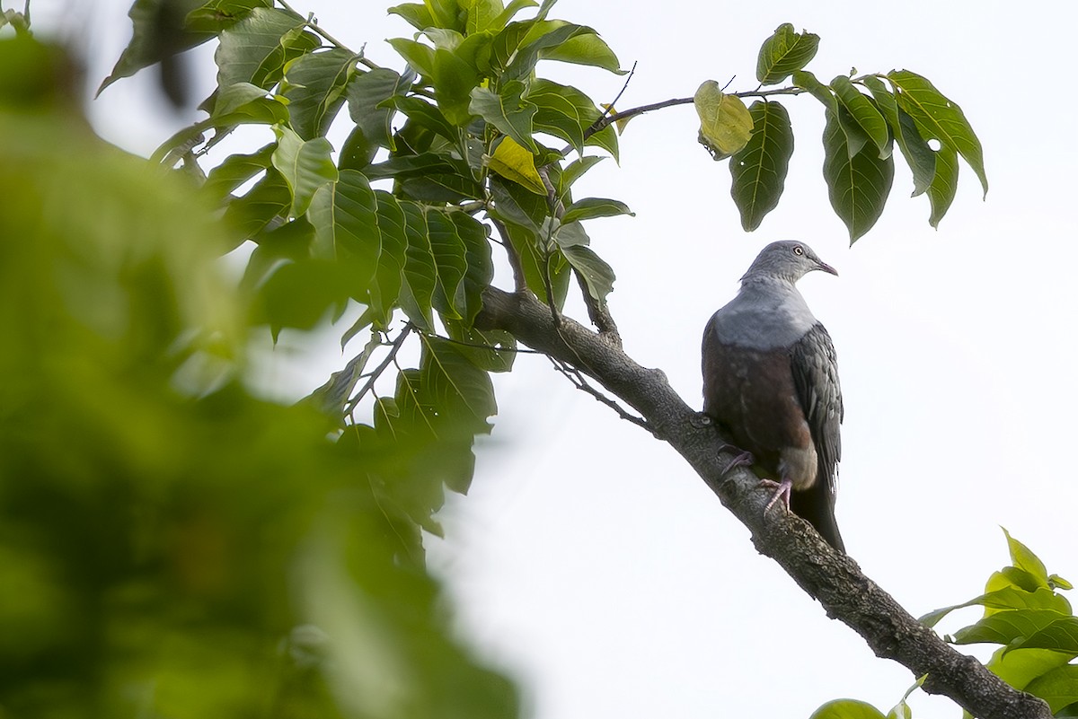 Spotted Imperial-Pigeon - ML645435961
