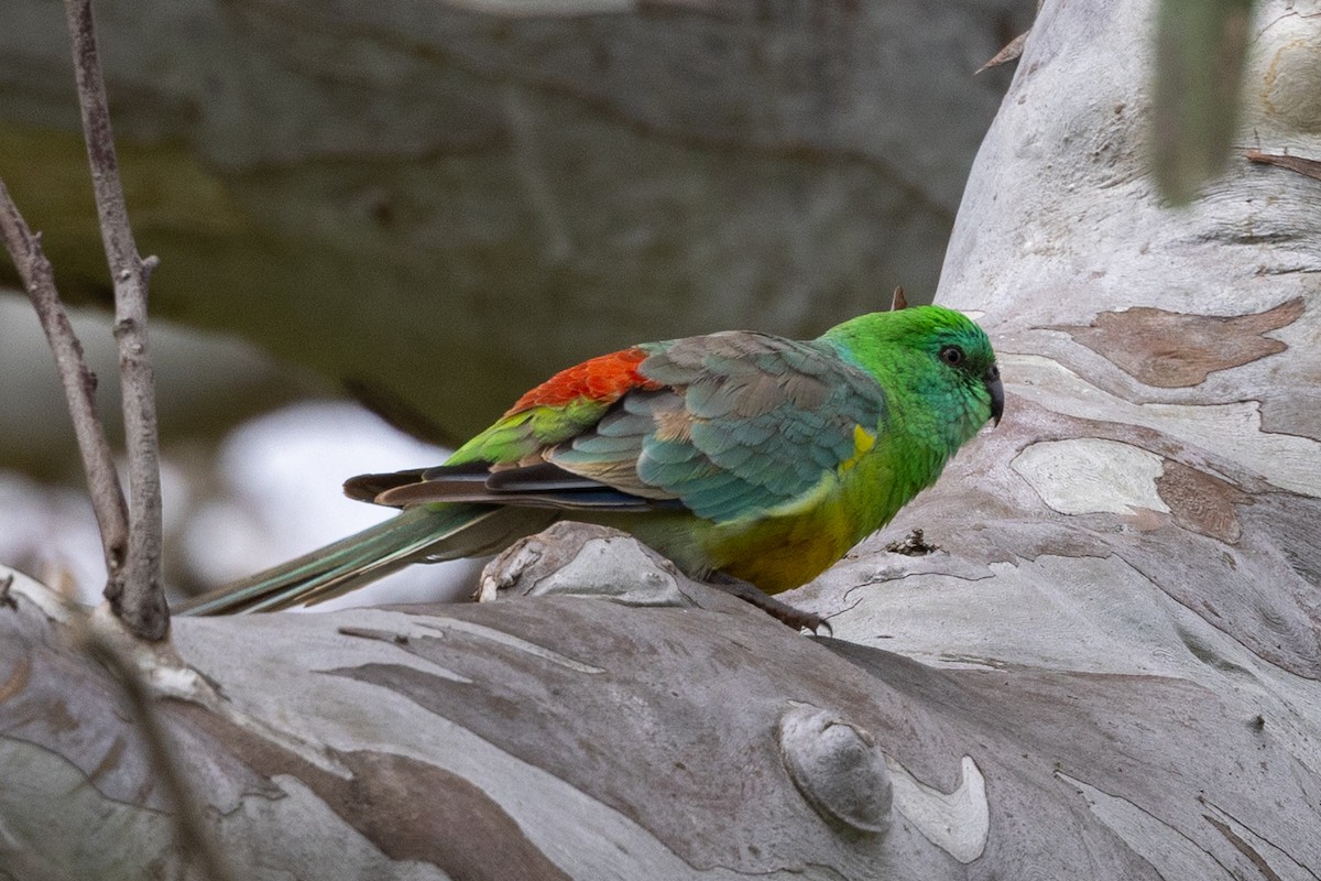 Red-rumped Parrot - ML645435962