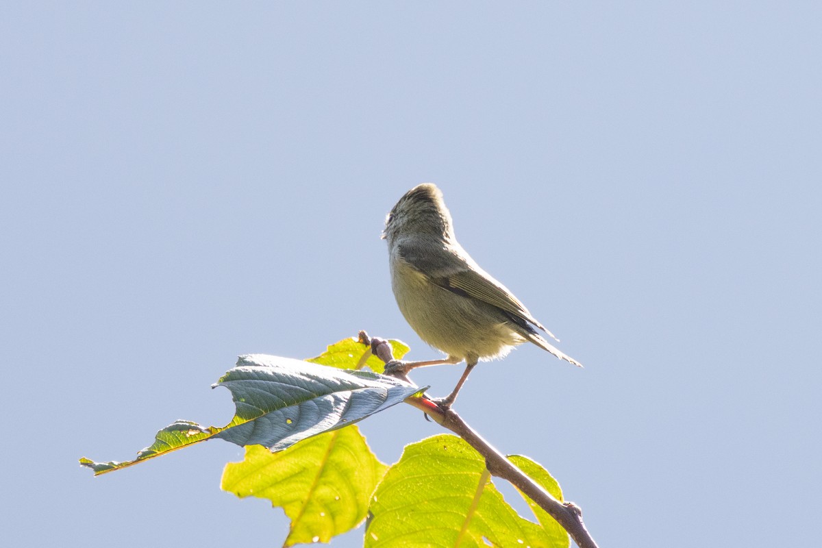 Yellow-browed Tit - ML645435963