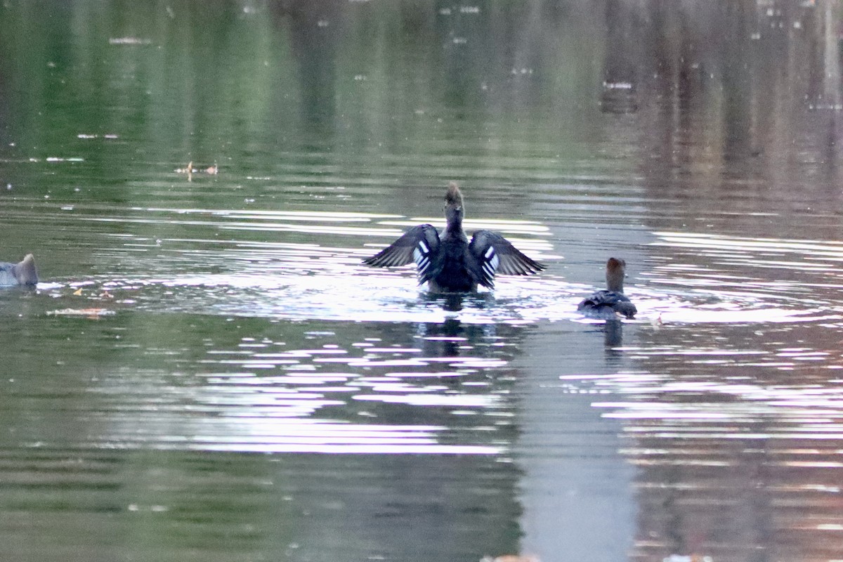 Hooded Merganser - ML645435968