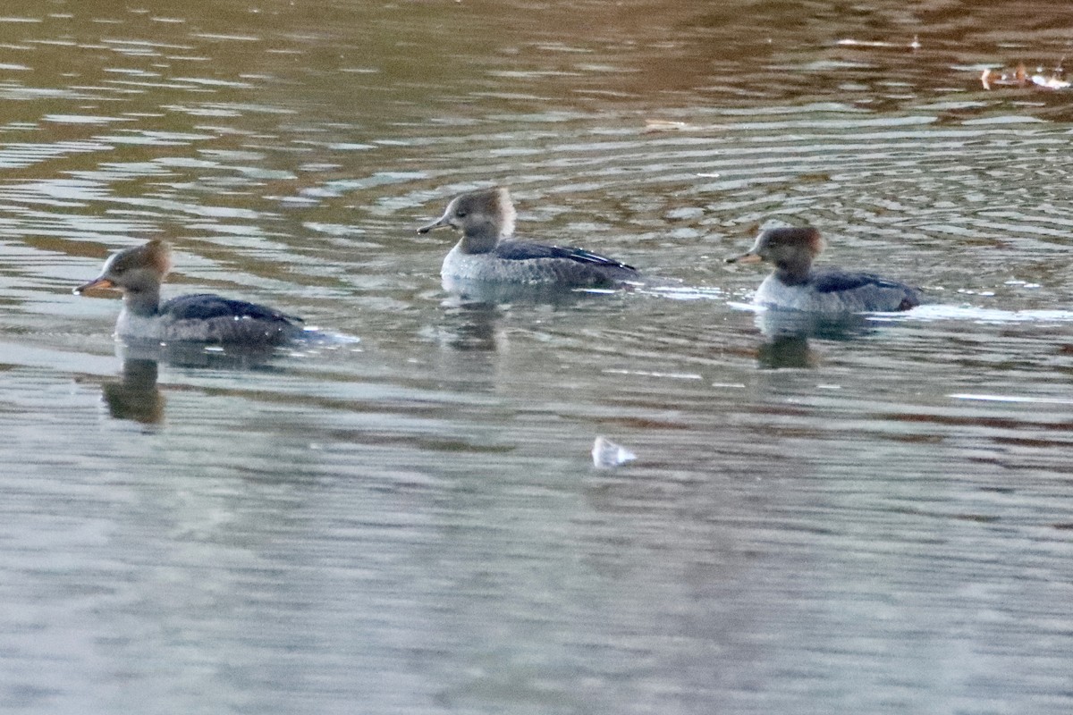 Hooded Merganser - ML645435969