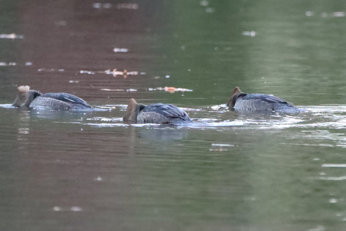 Hooded Merganser - ML645435970