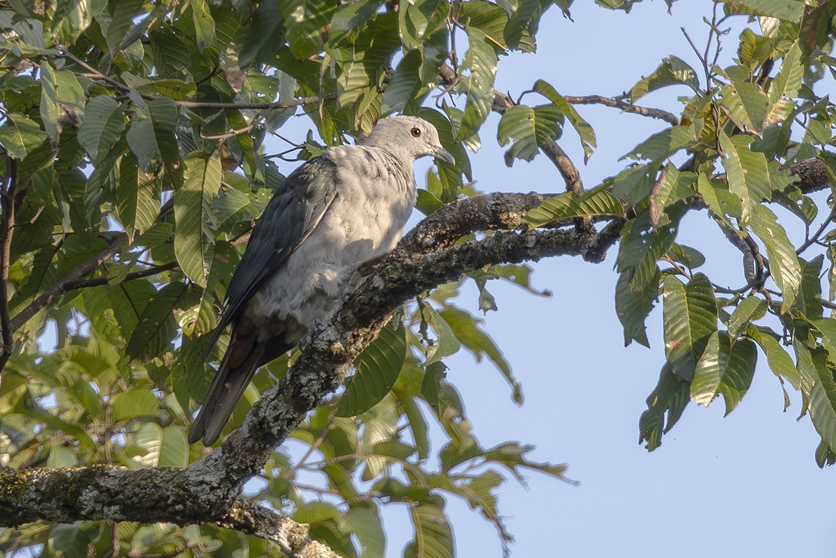 Бронзовый плодовый голубь (nuchalis) - ML645435971