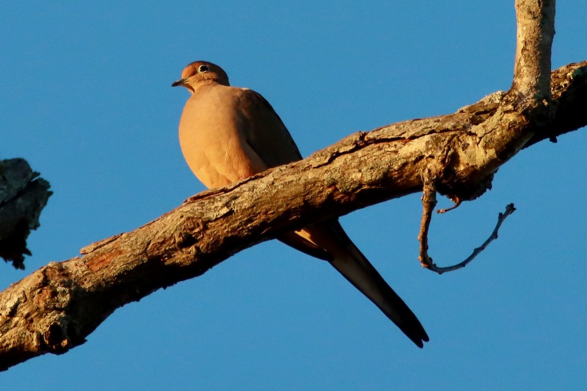 Mourning Dove - ML645435972