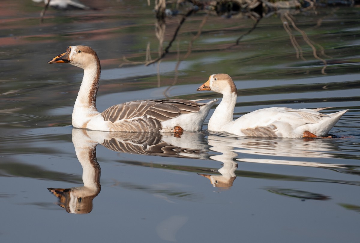 Ánsar Cisnal (variedad doméstica) - ML645435974
