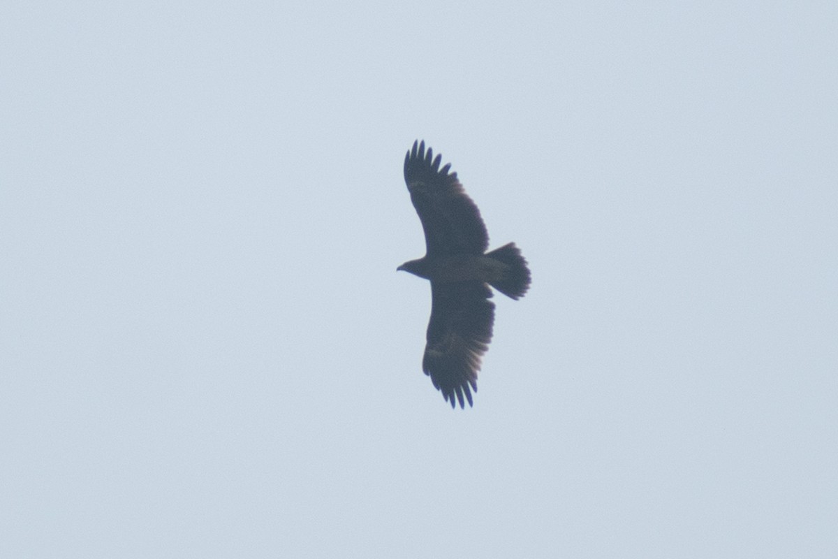 orel volavý - ML645435977