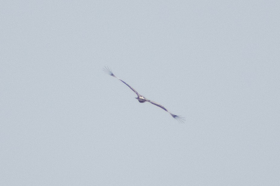 orel volavý - ML645435978