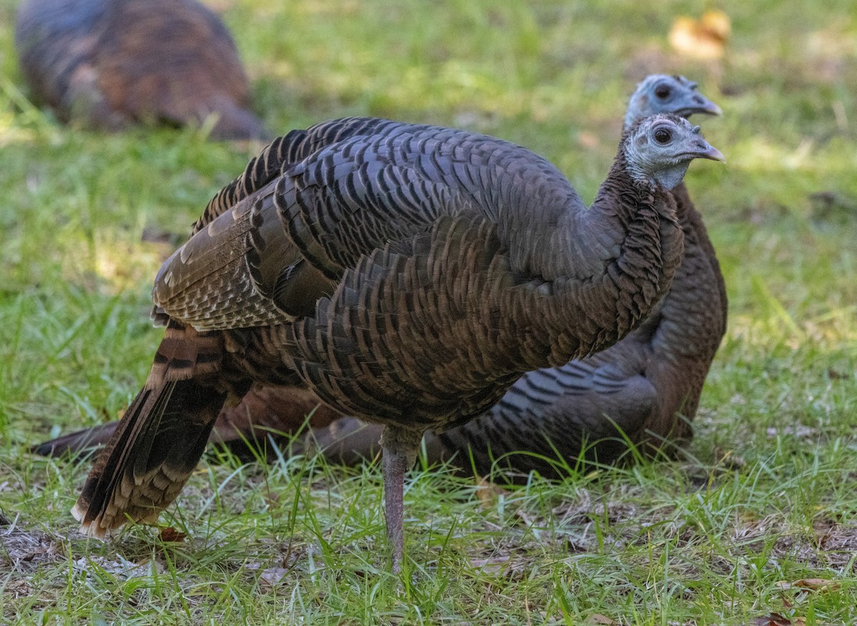 シチメンチョウ - ML645435980