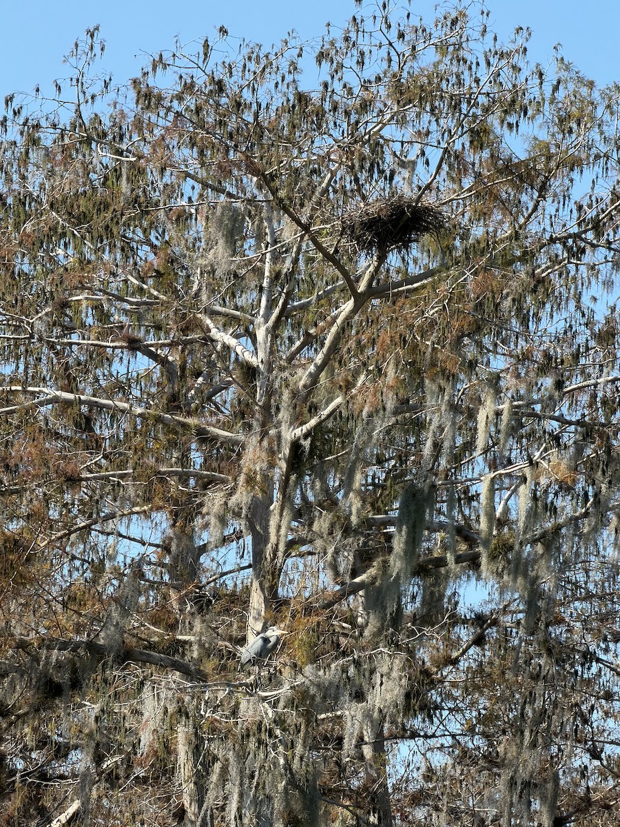 Great Blue Heron - ML645435984