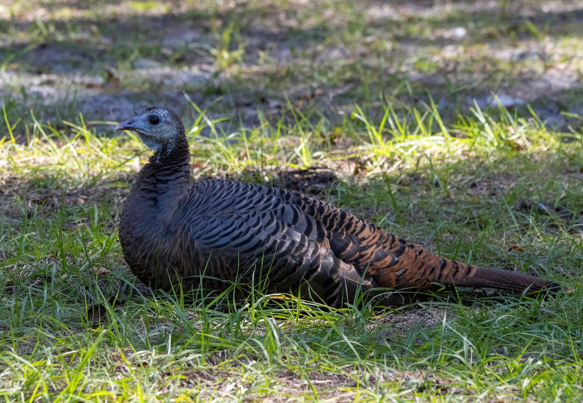 シチメンチョウ - ML645435987