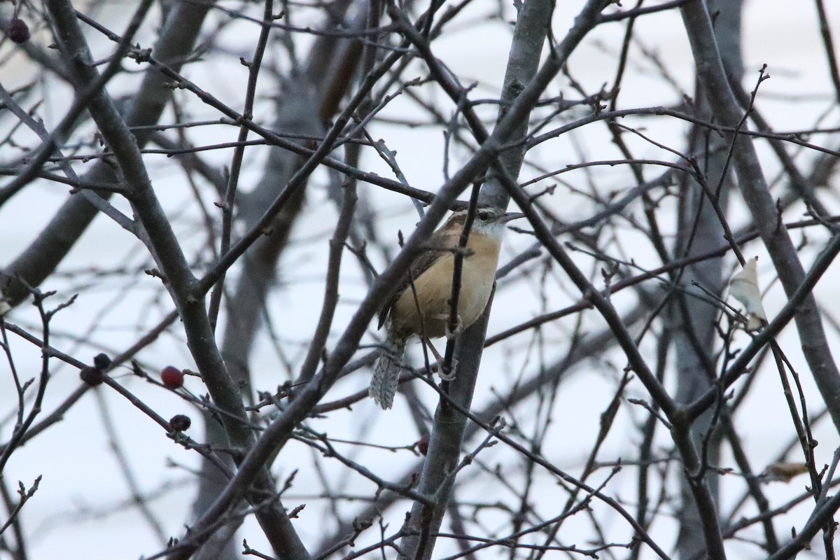 Carolina Wren - ML645435993