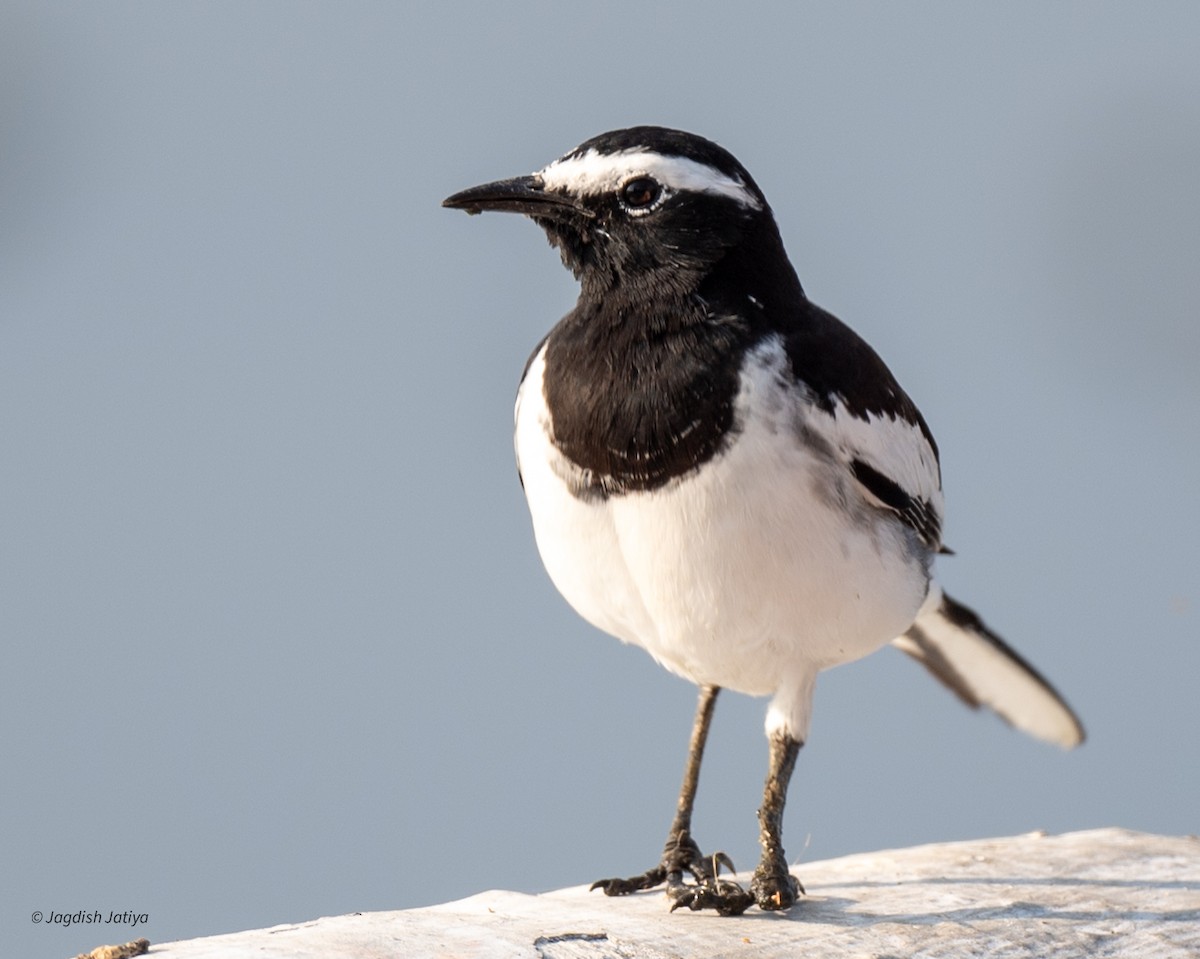 White-browed Wagtail - ML645435994