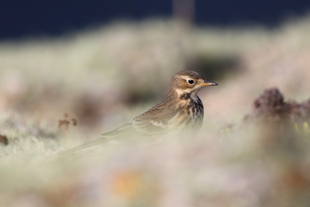 American Pipit - ML645435998