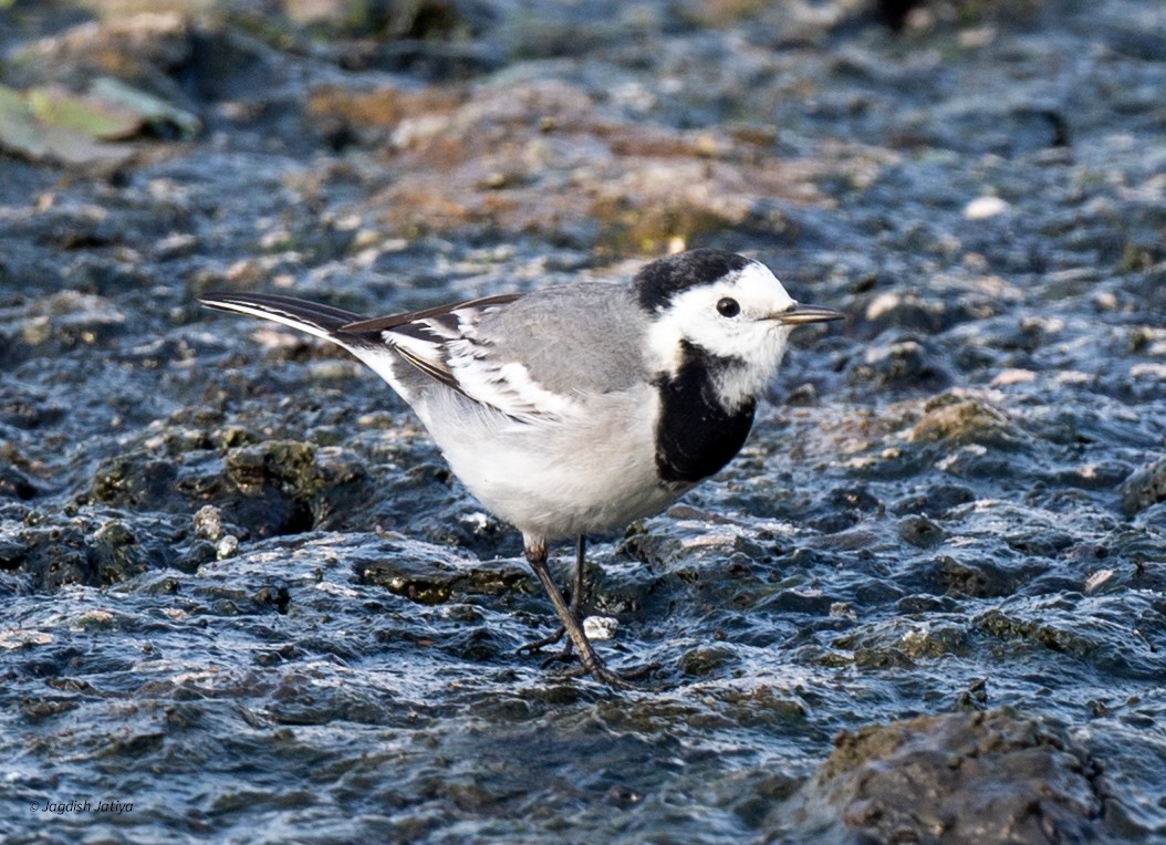 konipas bílý - ML645435999