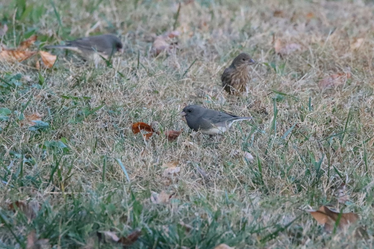 Dark-eyed Junco - ML645436003