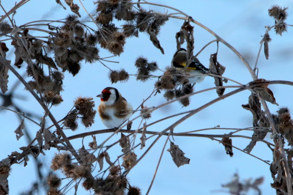 European Goldfinch - ML645436011