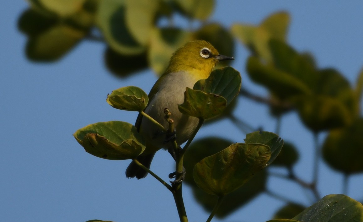 Indian White-eye - ML645436013