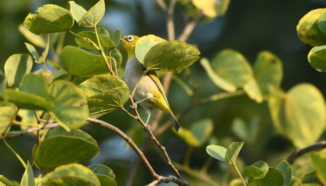 Indian White-eye - ML645436014