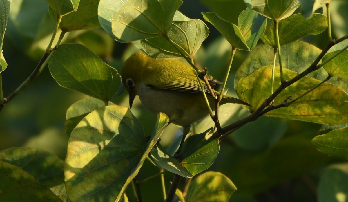 Indian White-eye - ML645436015