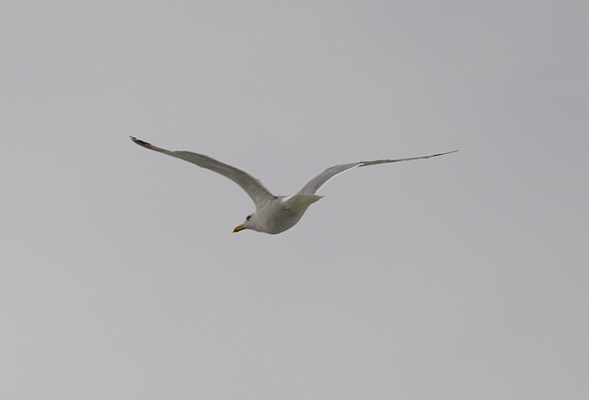Vega Gull - ML645436019