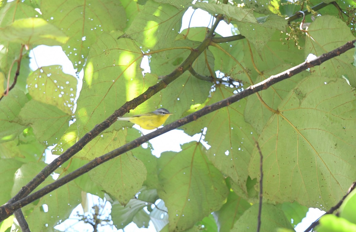 Gray-hooded Warbler - ML645436024