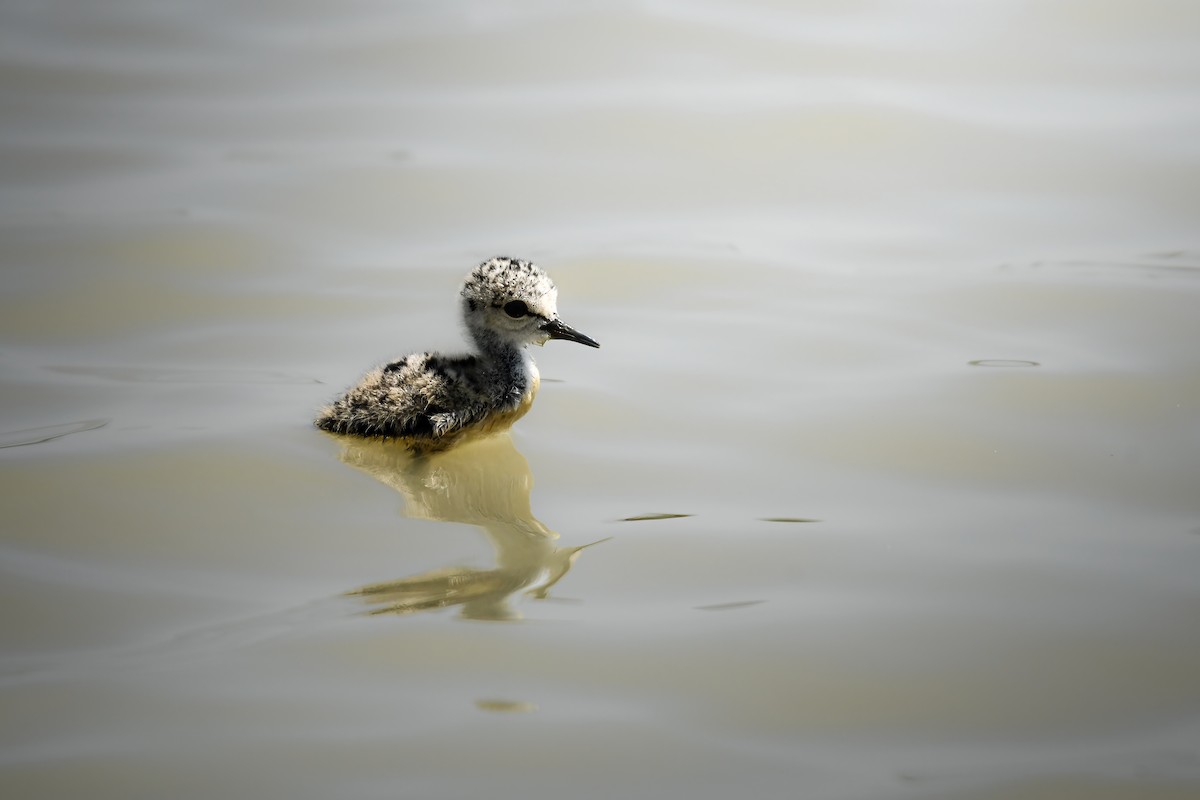 高蹺鴴 - ML645436036