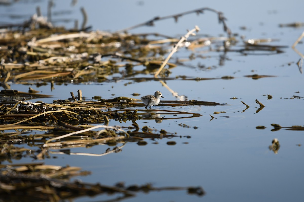 高蹺鴴 - ML645436037