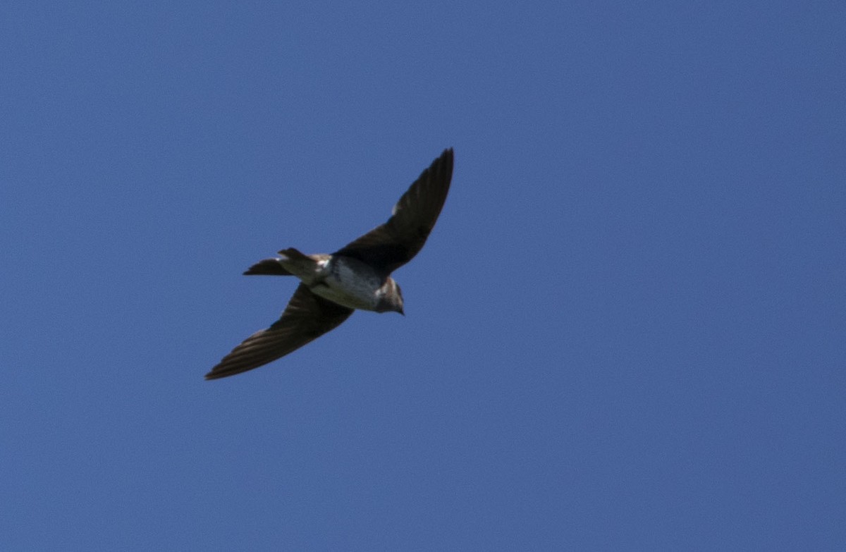 Purple Martin - ML645436038