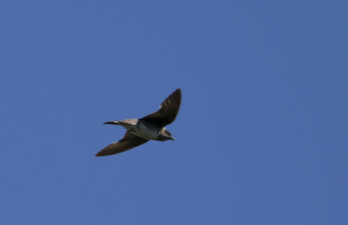 Purple Martin - ML645436039