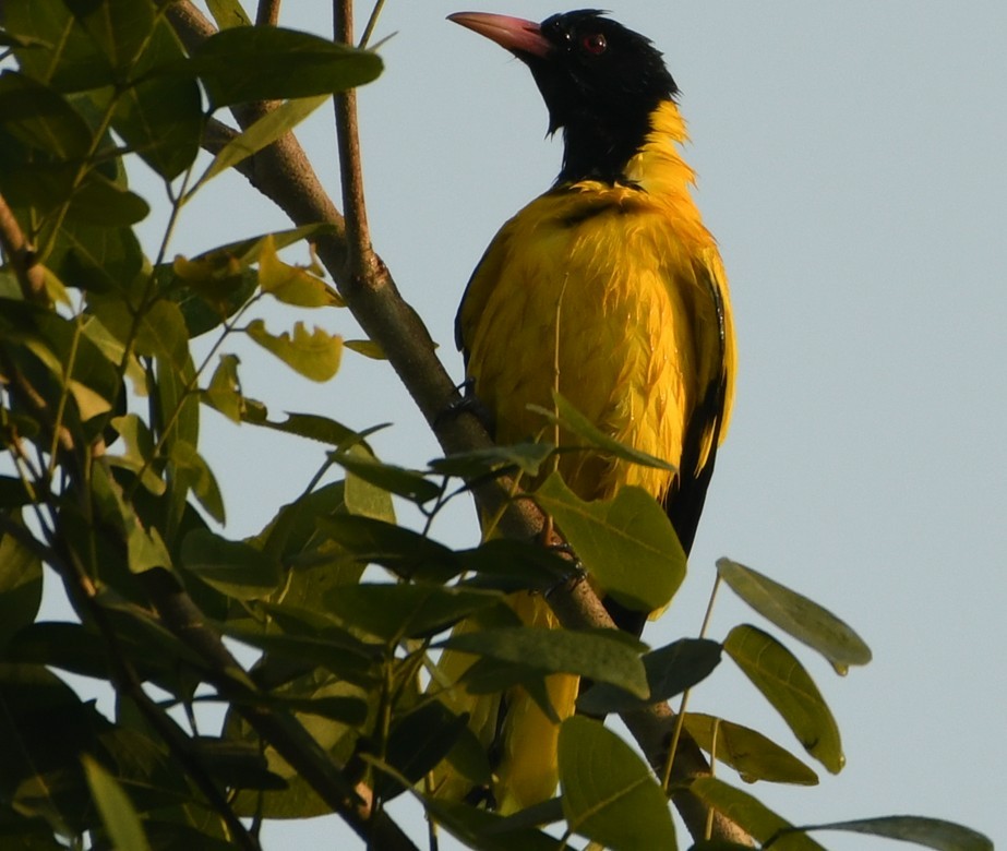 Black-hooded Oriole - ML645436042
